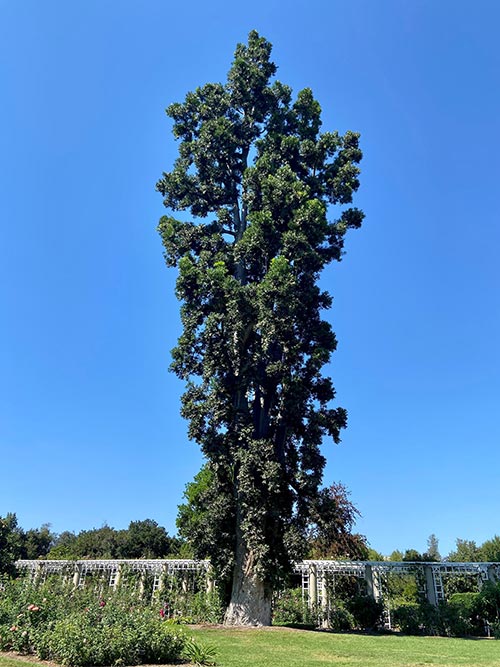 kauri tree