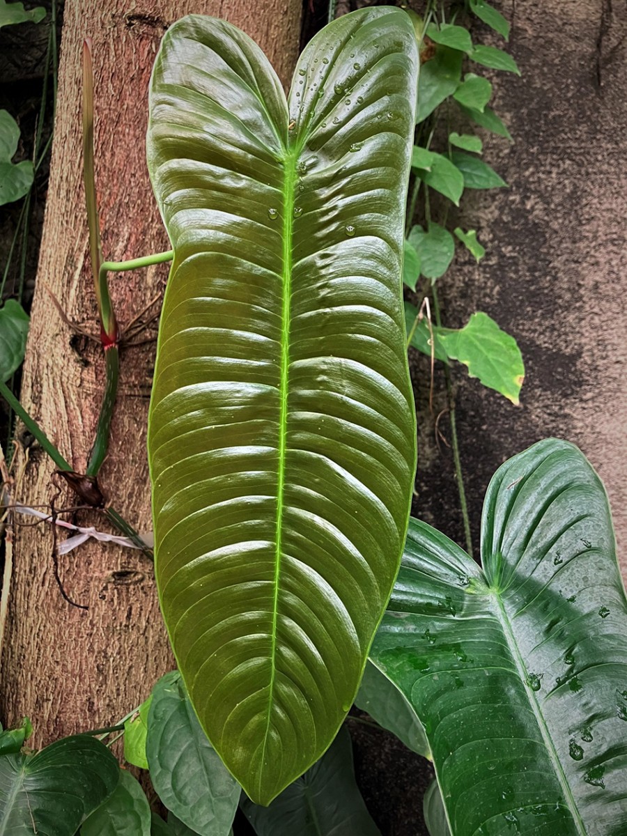 Leaves of Philodendron gardeniodorum