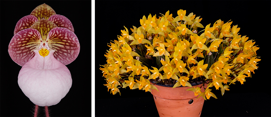 Left: Paphiopedilum micranthum 'Huntington's Perfection' FCC/AOS. Photo Credit: Arthur Pinkers. Right: Lycaste consobrina<br />
 'Huntington's Finest' AM/AOS CCE/AOS. Photo Credit: Arthur Pinkers.