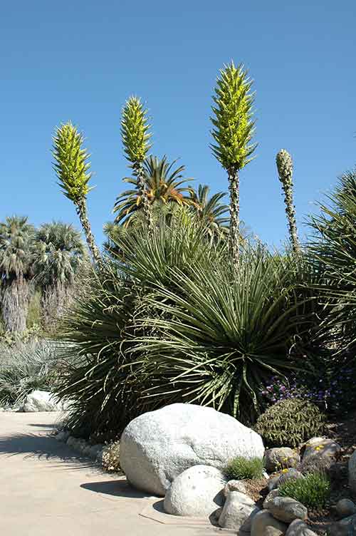 Puya chilensis