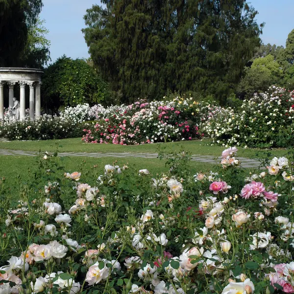 Pink and white roses with green grass and an outdoor stone sculpture to the left.