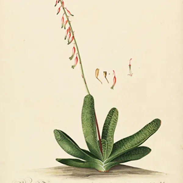 botanical drawing of aloe africana gasteria