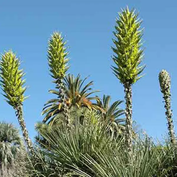 Green puya