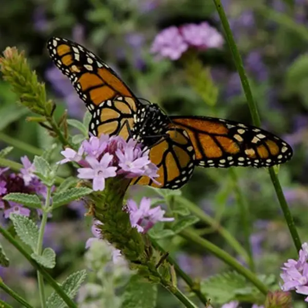 Monarch with Verbena lilacina ‘De La Mina’