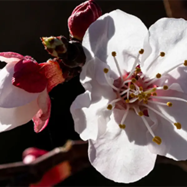 apricot tree bloom