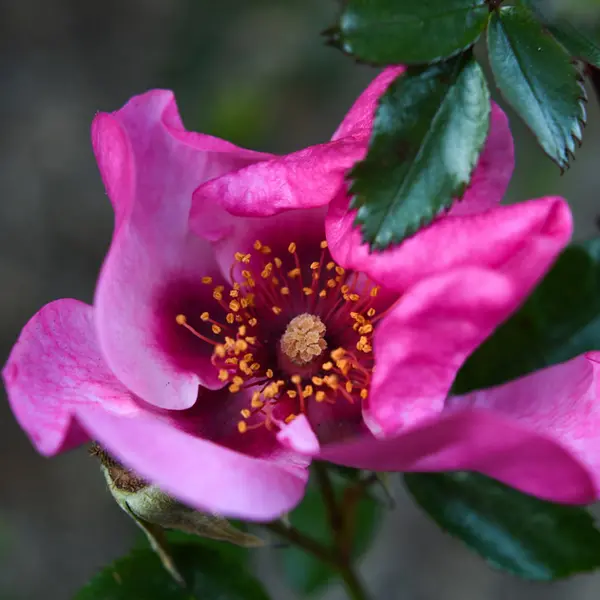 A lavender/purple 'Raspberry Kiss' rose with yellow waxy stigma and stamens viewable in the middle.