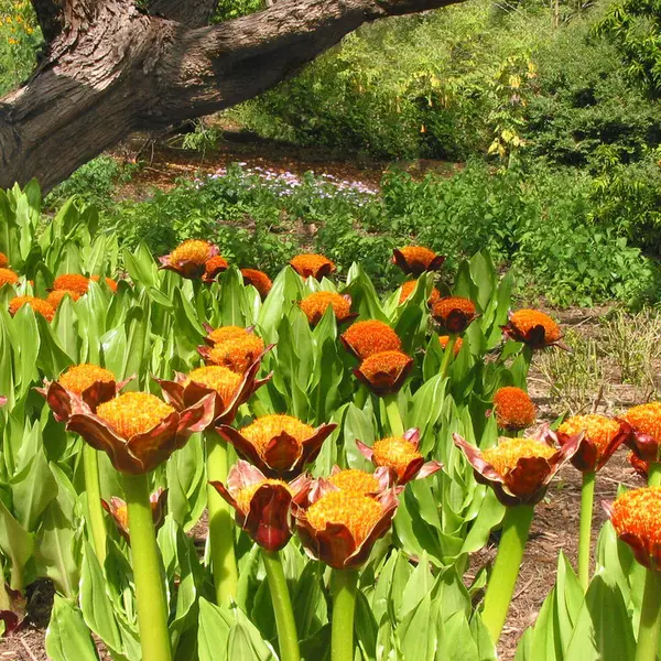 Subtropical Garden