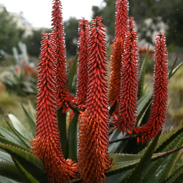 Orange-red aloe ferox with raindrops