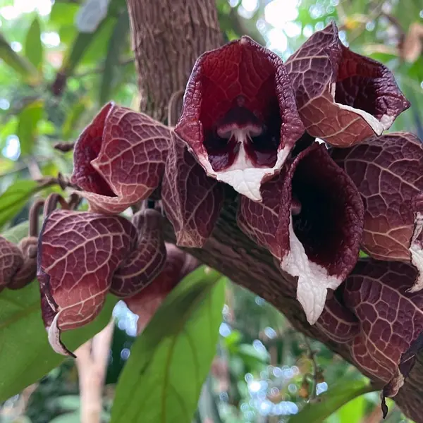 A cluster of burgundy flowers with white accents on a thick branch.