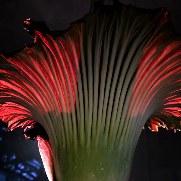 A Corpse Flower inflorescence viewed at night from below and lit from behind.