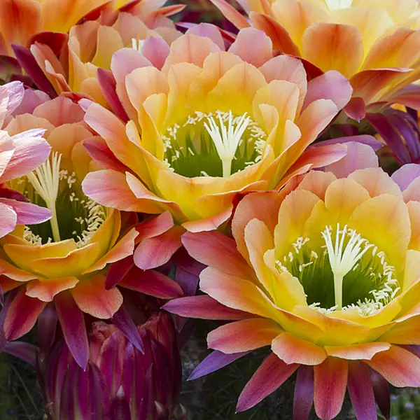 A cluster of multicolored flowers with petals that are green in the center, then yellow, pink, and magenta.