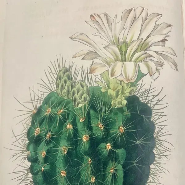 An illustration of a round green cactus with many spikes and a large white flower on top.