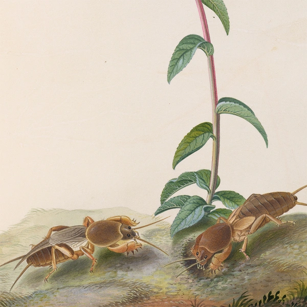 An illustration of bugs near the base of a plant.