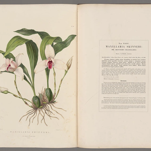 A book open to a drawing of an orchid (left) and text on the right.