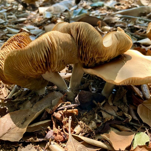 A blooming mushroom on the ground surrounded by leaves.