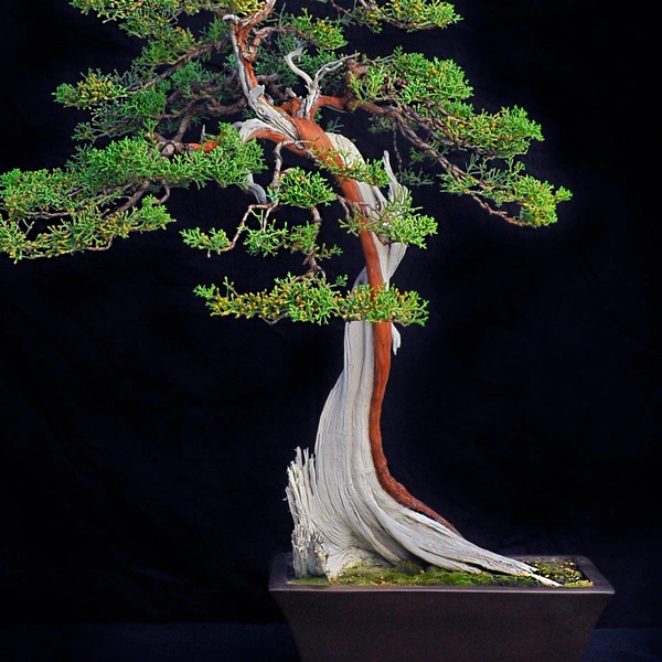 A juniper bonsai tree with red bark and exposed bleached-white trunk on a black backdrop.