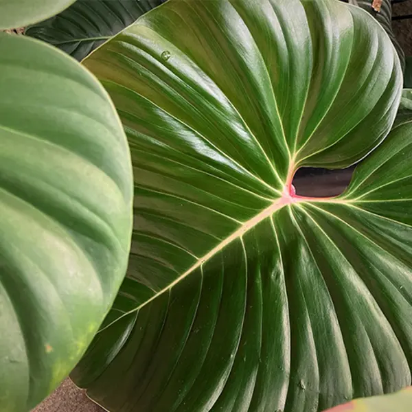 Glossy leaves of Philodendron “lynamii”