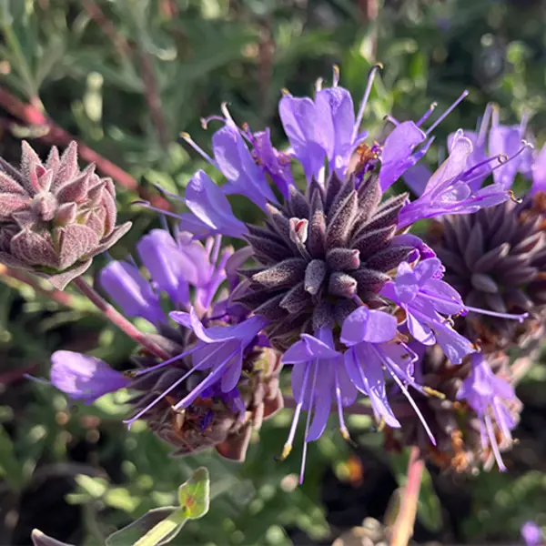 Cleveland Sage (Salvia clevelandii) 