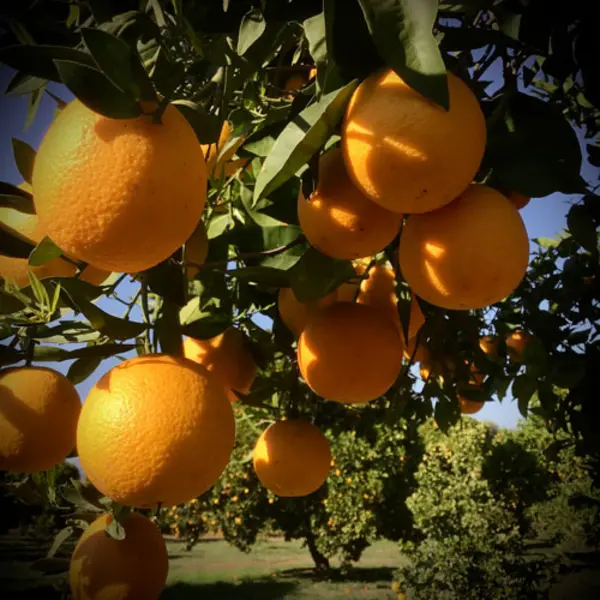 Valencia oranges