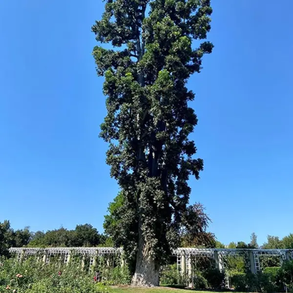 Queensland kauri, Agathis robusta