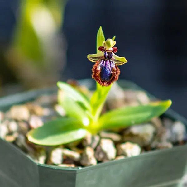 The shiny, metallic patch on this bee orchid (Ophrys speculum) mimics the gleaming abdomen of a female bee. It is commonly known as the mirror orchid. Photo by Aric Allen.