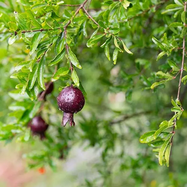 The fruit of a pomegranate tree, Punica granatum. A fruit, botanically speaking, is a mature ovary of a flower. Photo by Aric Allen. The Huntington Library, Art Museum, and Botanical Gardens.