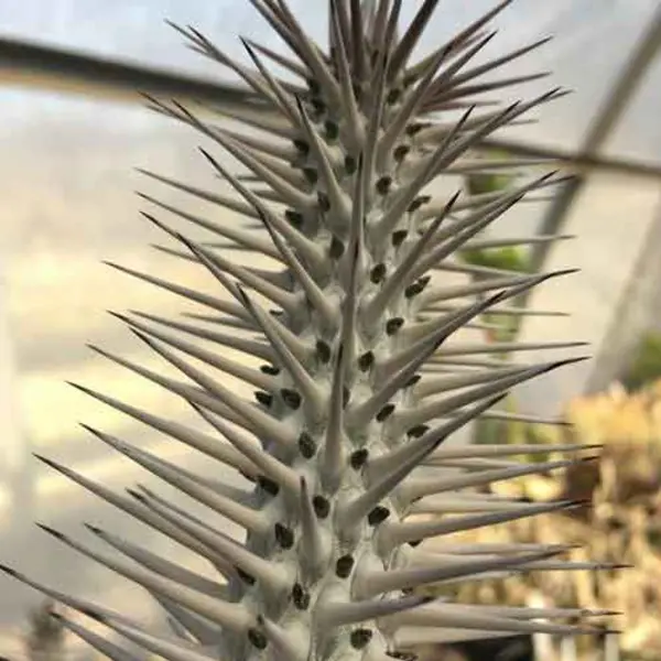 The stem of Alluaudia ascendens, in the Desert Garden, showing multiple sharp thorns. This species makes up a core component of the spiny thicket forests in southern Madagascar. Photo by Sean Lahmeyer.