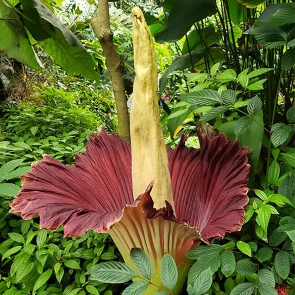 Amorphophallus titanum, or Titan Arum