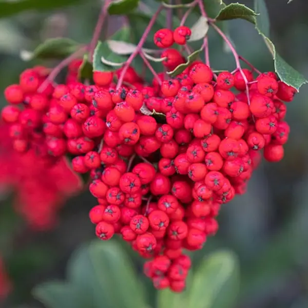 Toyon 