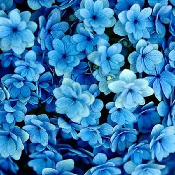 blue flowers