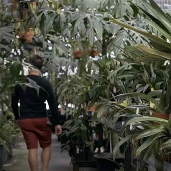 Inside tropical greenhouse