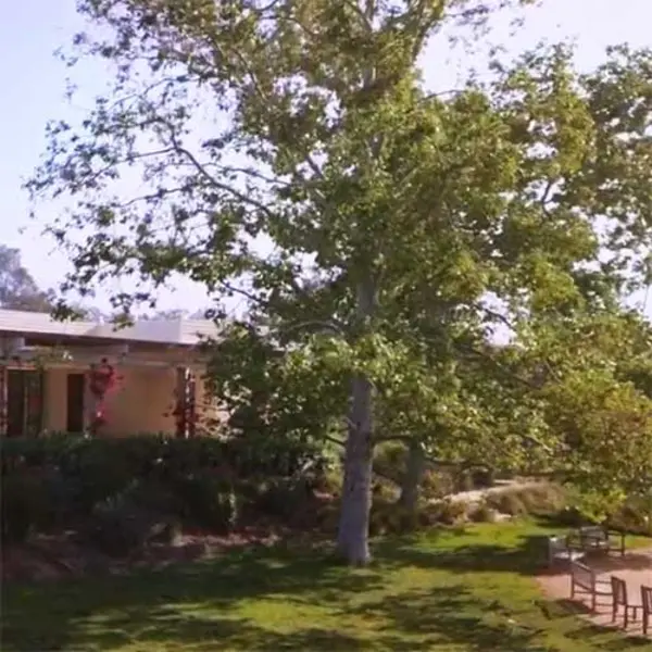 California Sycamore tree at The Huntington