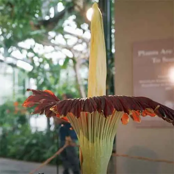 A. titanum