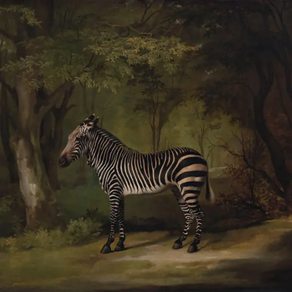 Stubbs' Zebra