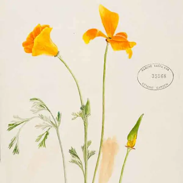 Watercolor of California Poppy