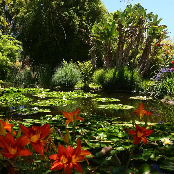 orange ditch lilies grow next to the Jungle Garden pond