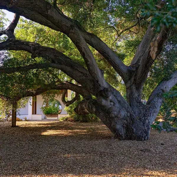 Coast live Oak