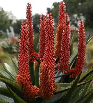 Orange-red aloe ferox with raindrops