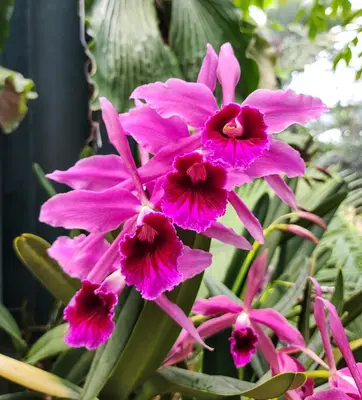 A group of bright pink Cattleya Orchid flowers stand against a backdrop of green foliage.