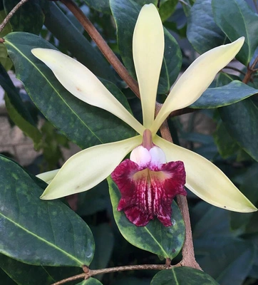 A vanilla plant with yellow petals and a red flower.