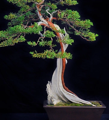 A juniper bonsai tree with red bark and exposed bleached-white trunk on a black backdrop.