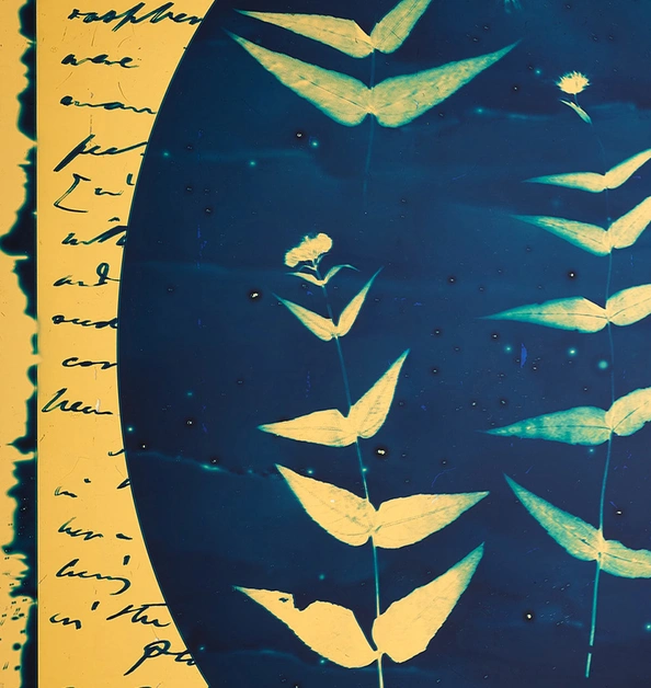 A cyanotype imprint of leaves over a handwritten letter.