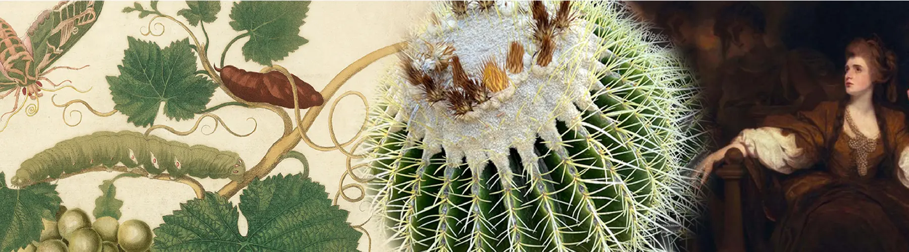 Composite image of a botanical illustration and golden barrel cactus and portrait of a woman.