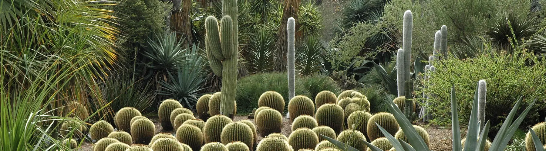 desert garden