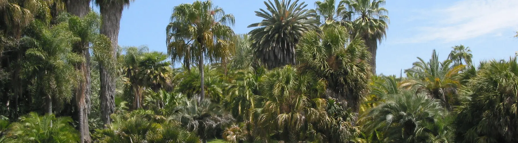 Palm Garden