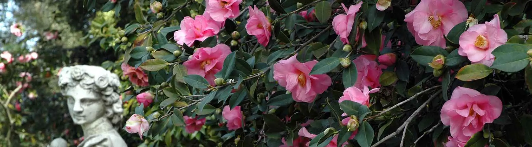 Camellia Garden