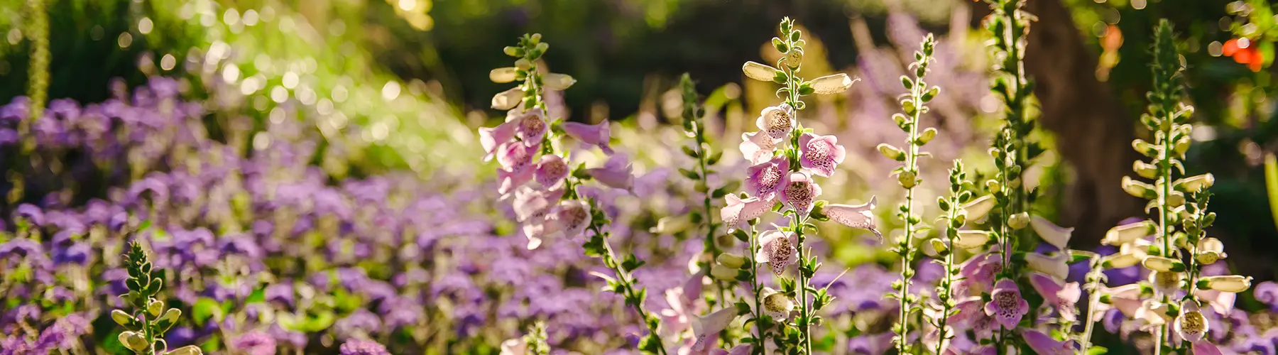 Purple flowers