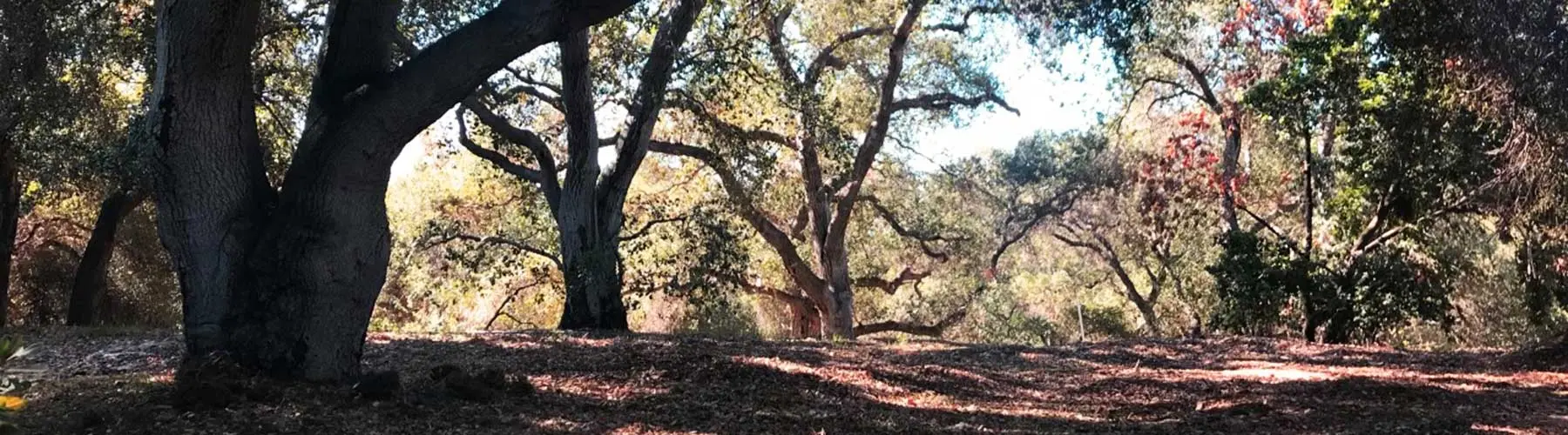 oak tree grove