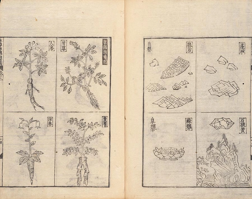 Drawing of various plants separated into 4-by-4 squares on each page.