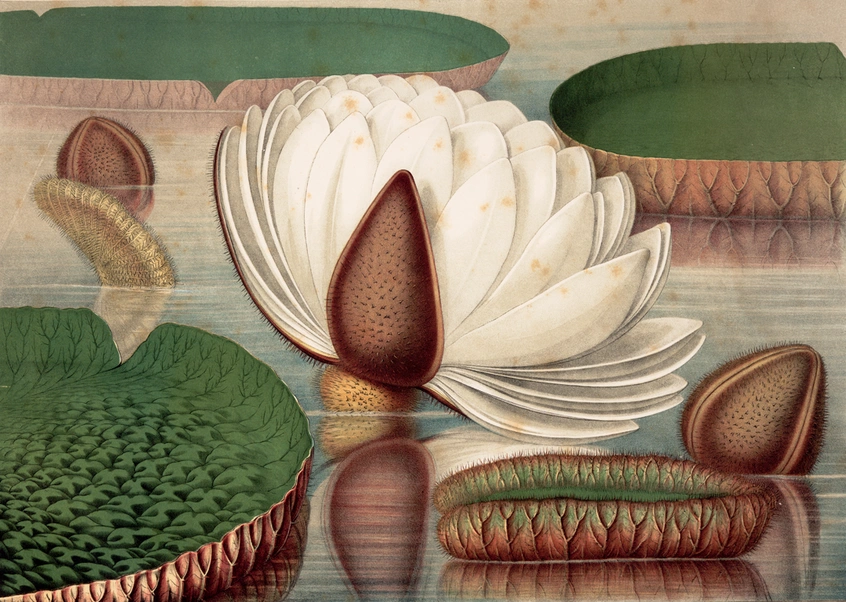 A botanical illustration of a giant white water lily flower, surrounded by green leaves in water.